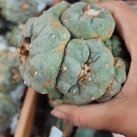 074海鲜特价大促活动开始