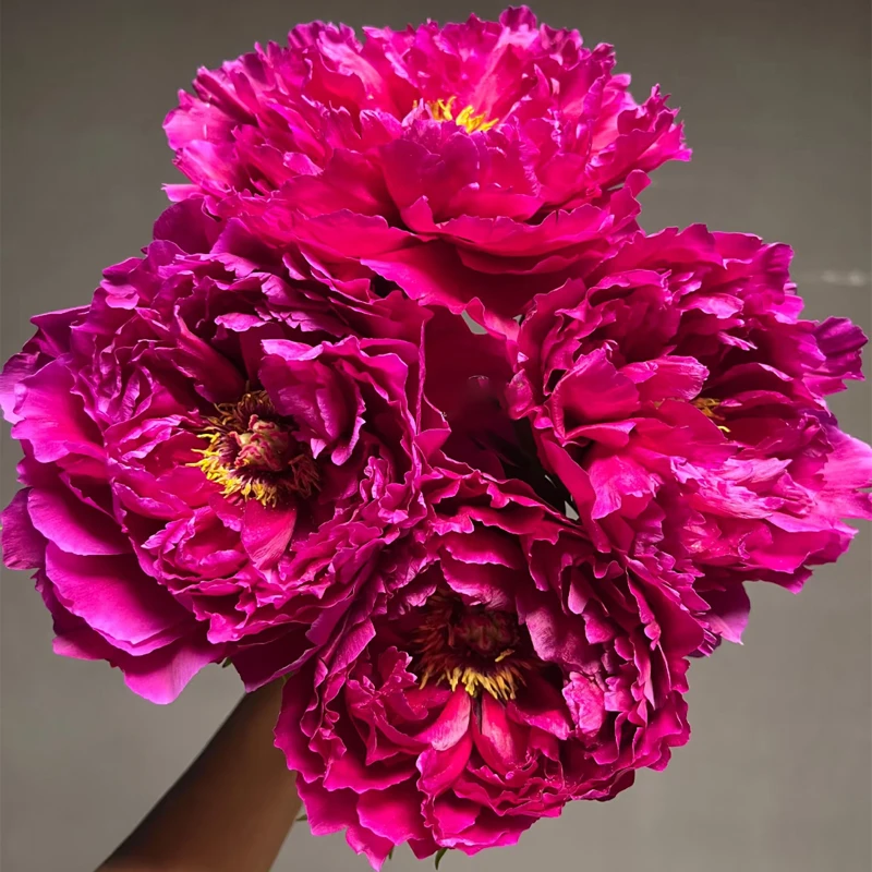 【墨润绝伦】精品牡丹鲜花鲜切花  年宵花