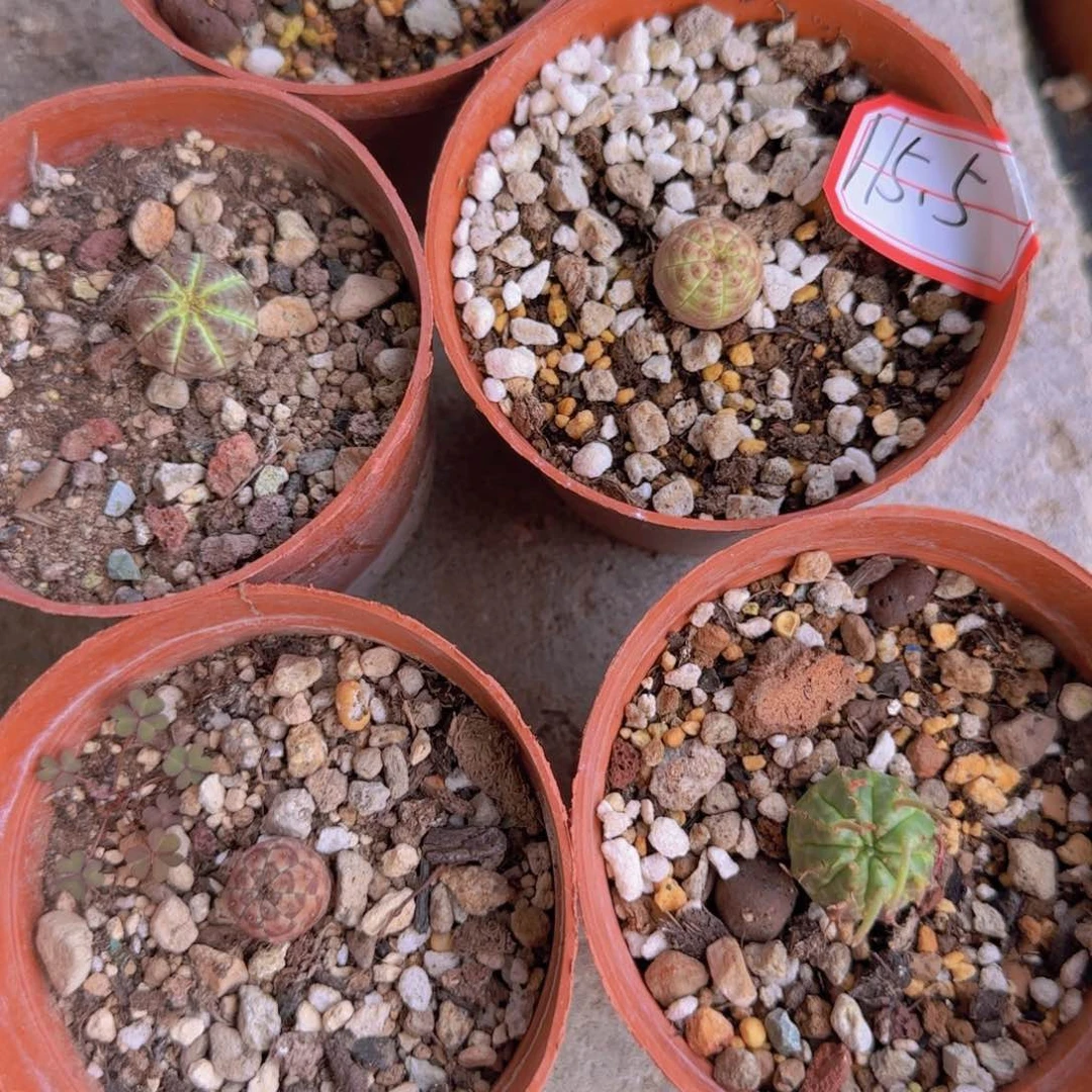 猪***员块根植物块根植物