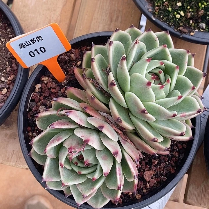 10直播福利蓝龙18