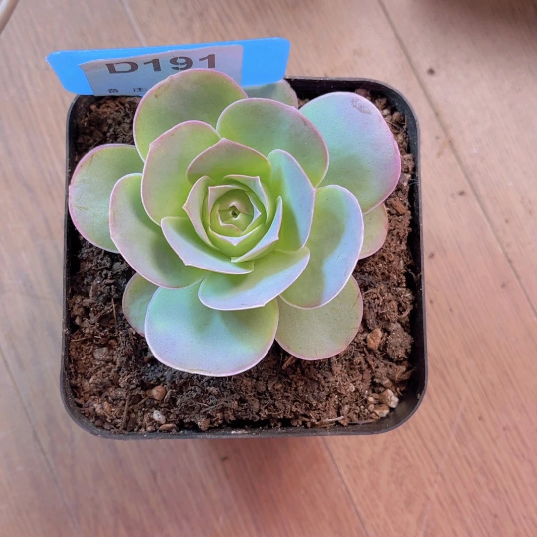 亭***子单品一物一拍191号