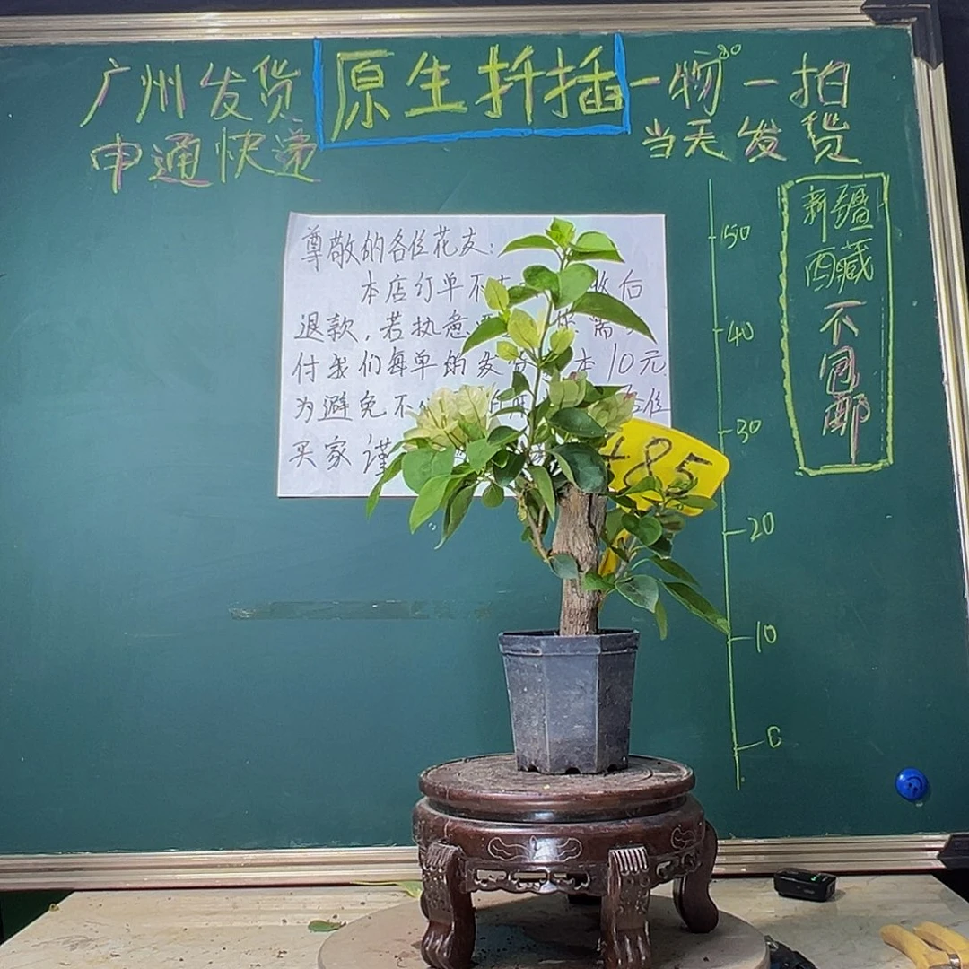 当前无花栽培后可以开花绿叶五宝 坨坨 大宝485