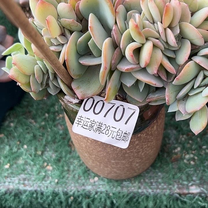 幸运的人会遇到你哦幸运