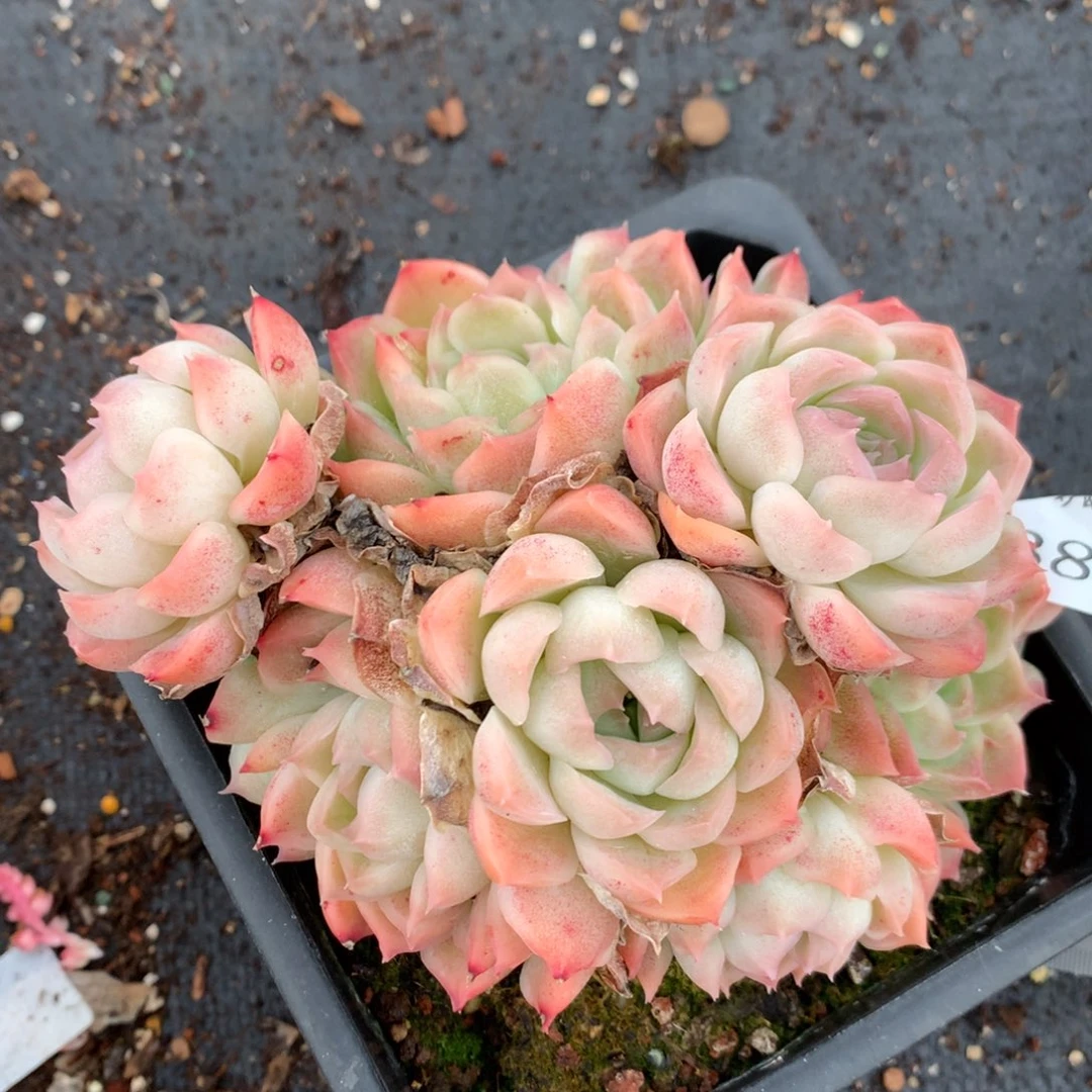 3801杂交多肉植物