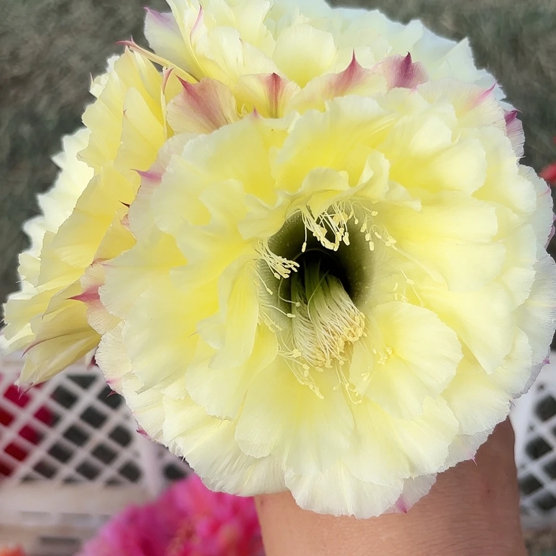 奶酪三公分无根侧牙