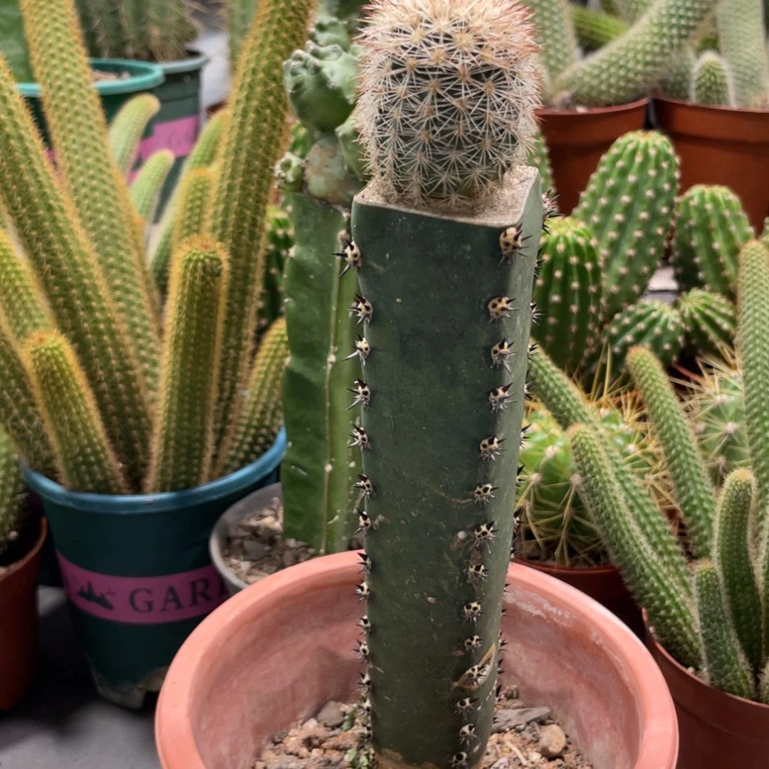 新品进口御旗虾母本袖铺