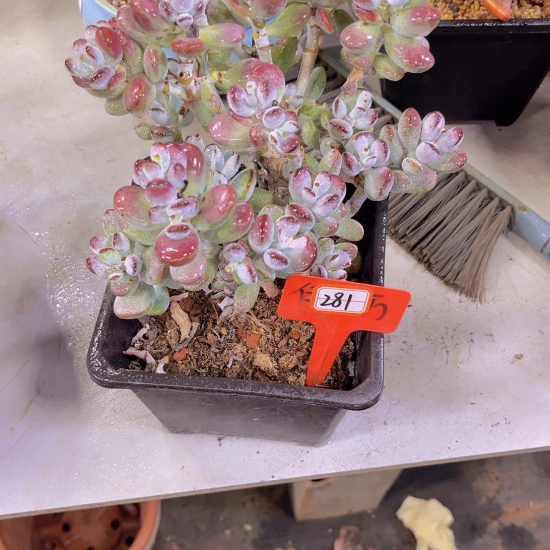 ゛****?福娘281多肉植物