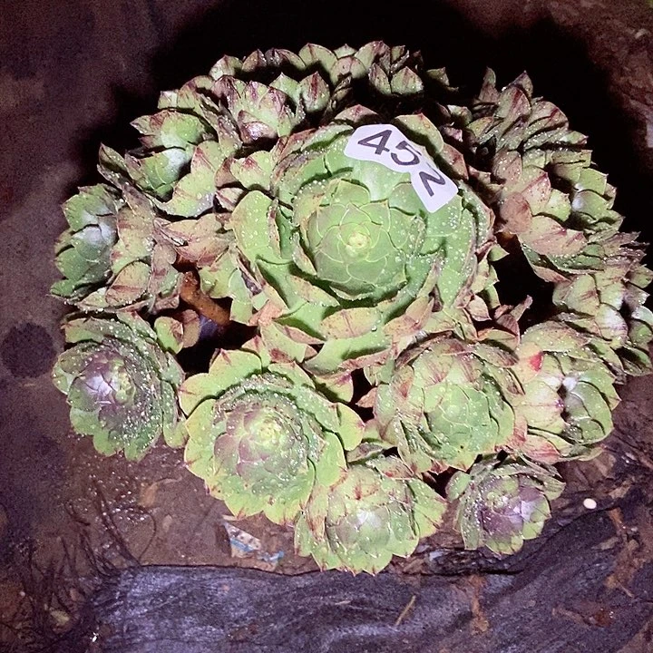 万拉丝包子玫瑰452多肉不包断