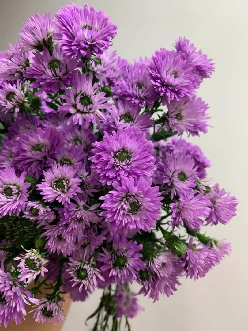 【买一送一】深粉色孔雀花    云南基地鲜花   家养    水养