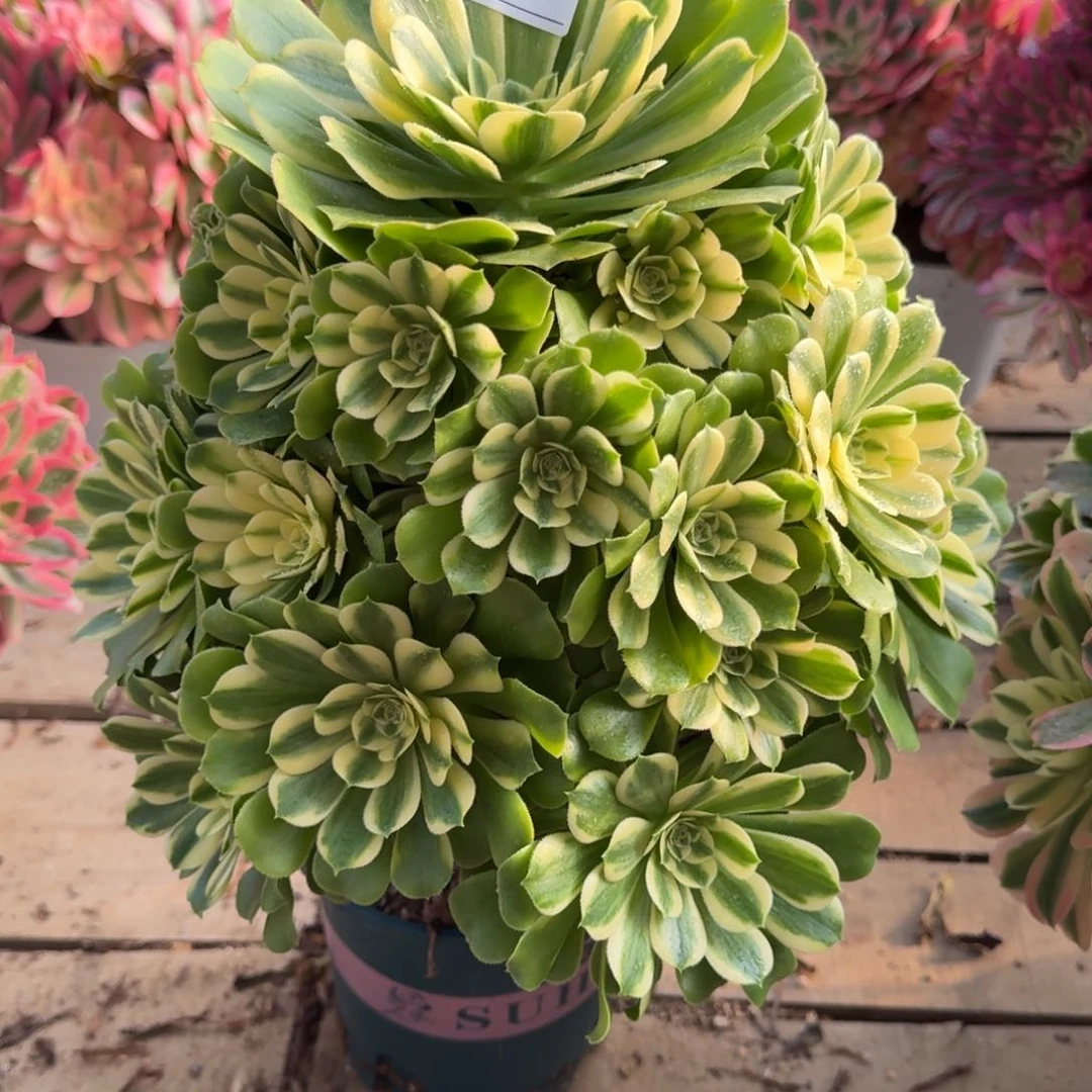 514辛妮亚多肉植物