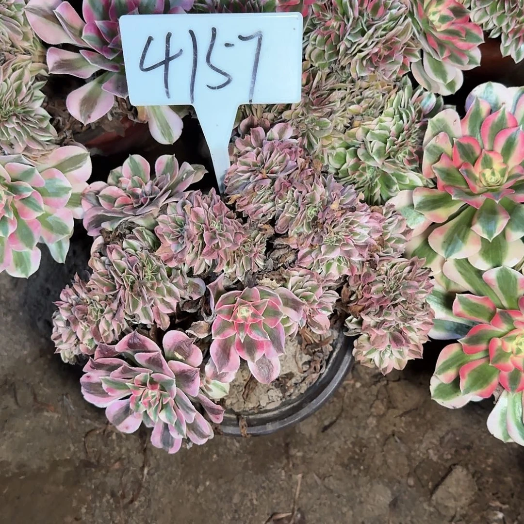 4157女巫缀多肉法师