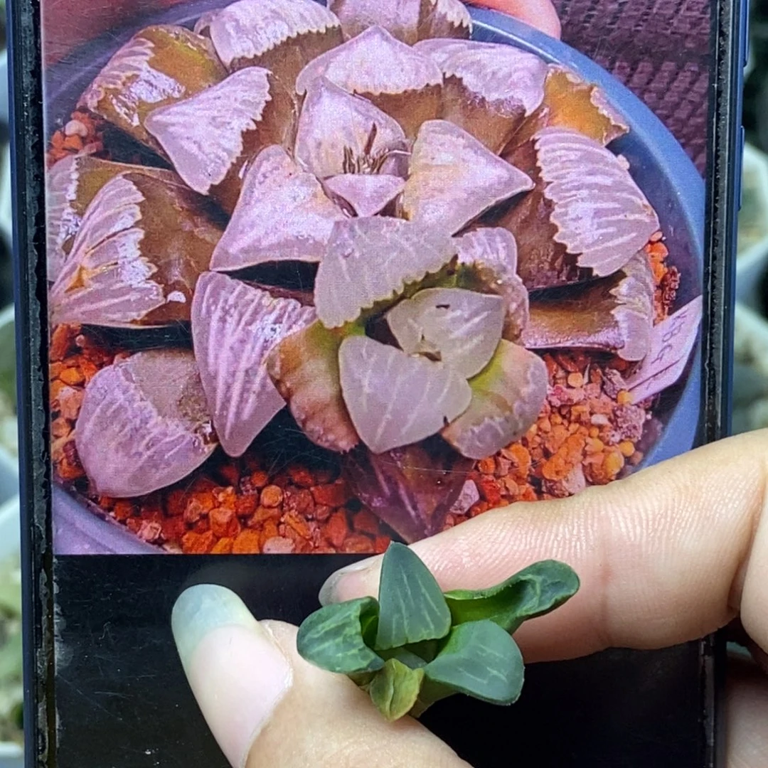 元白寿一物一拍的