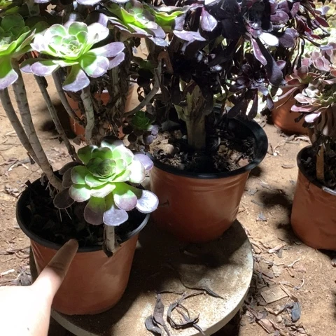 聆***声743两颗法师多肉植物