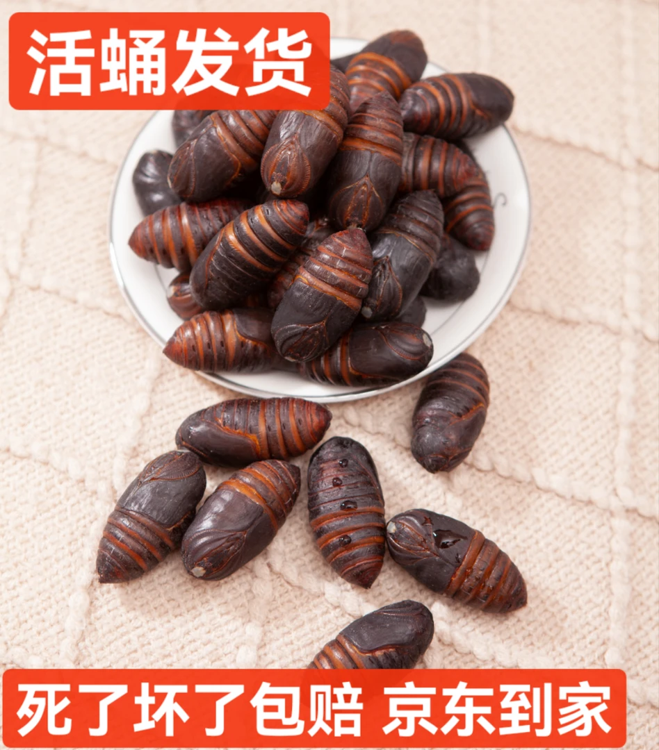 福利款东北特产蚕蛹大黑现割现发货保鲜4-5cm约45个左右京东包邮
