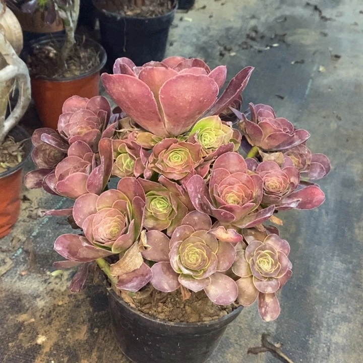 魅金玫瑰多肉植物036