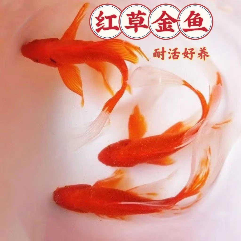 大尺寸草金鱼10-12厘米8条火焰红金鱼冷水观赏鱼新手好养耐活包邮