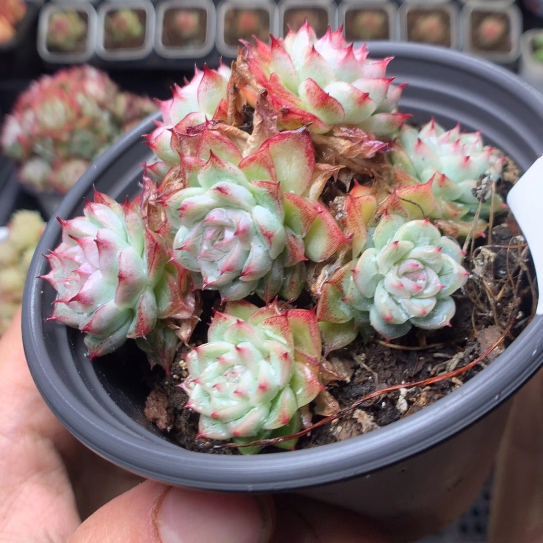 全部花朵Q57yyyyyyyy