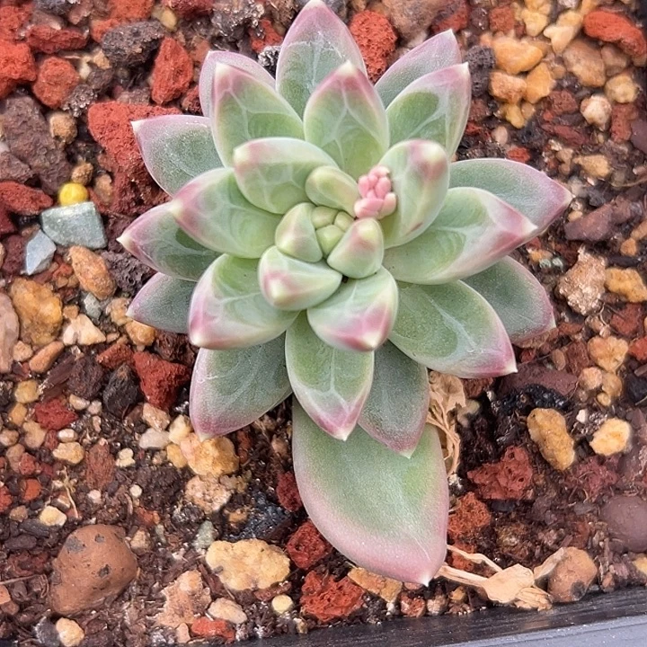 美人特价一物一拍