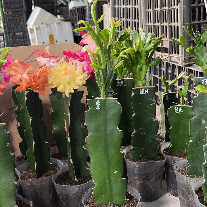 真***！当前无花朵，栽培后可花朵紫异类