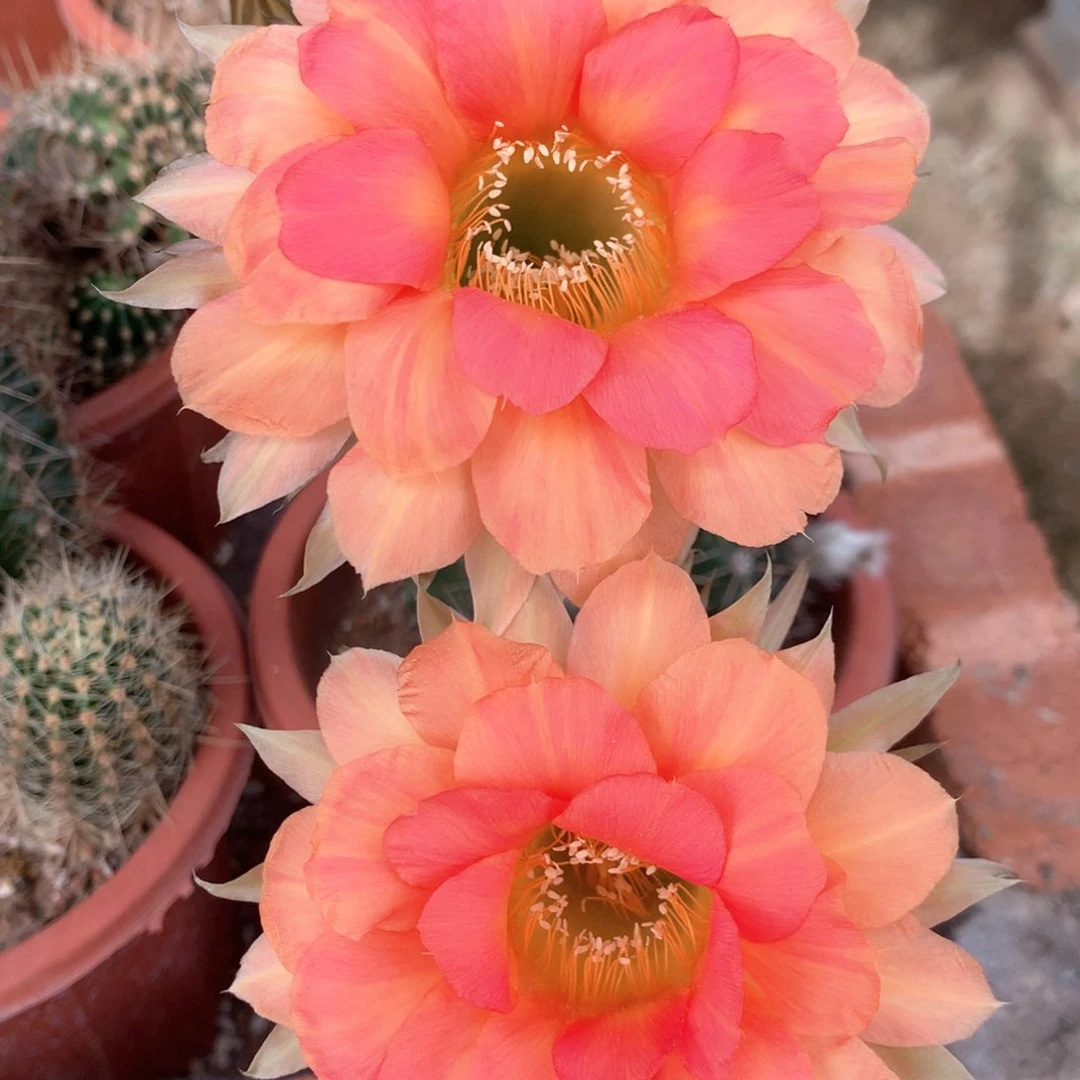 4565实生彩草15公分杯球不大