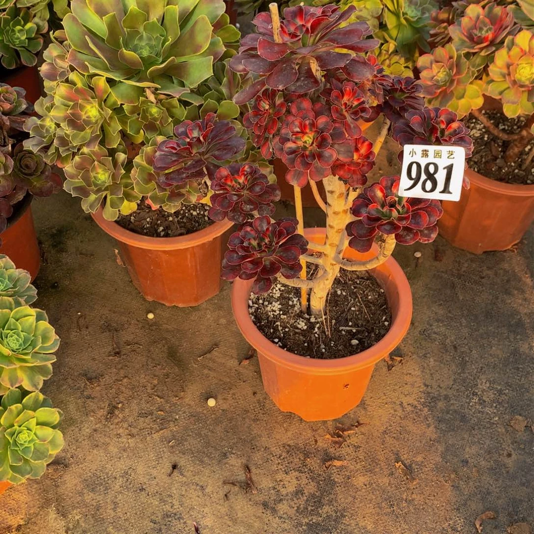 简*多肉植物981歪杆丽娜88888