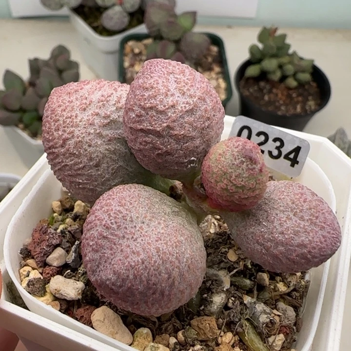 服部系列多肉植物水泡