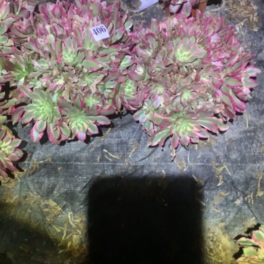 小*格多肉植物组合女巫406
