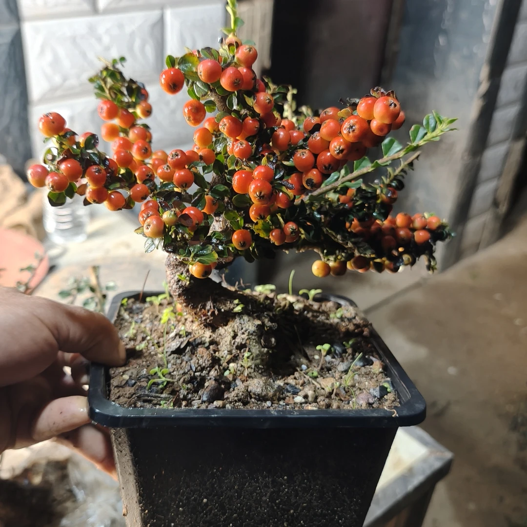 荀子绿植盆景开红花挂红果四季常青不落叶精品造型