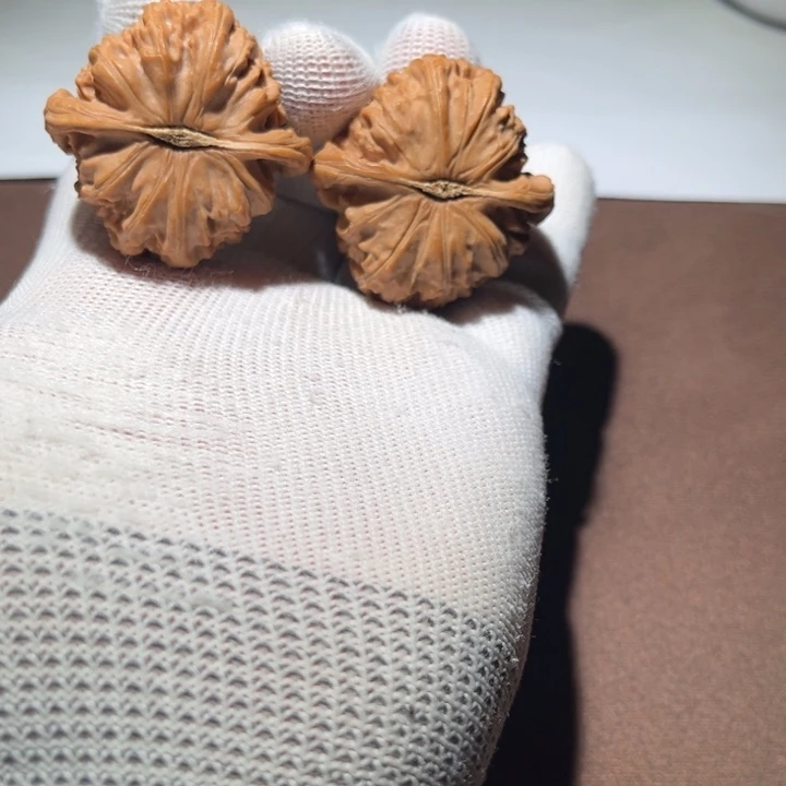 里****精品白狮子41尺码