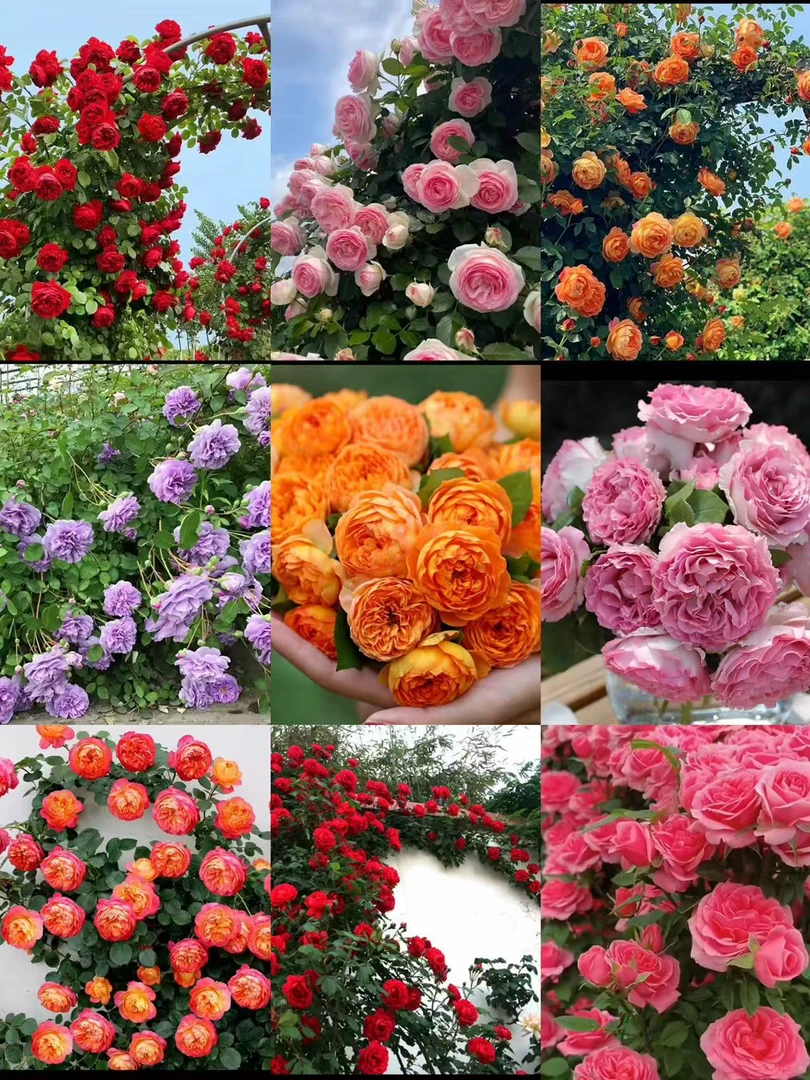 【精品买一送一】阳台庭院种植多季节开花藤本爬墙月季好养易成活