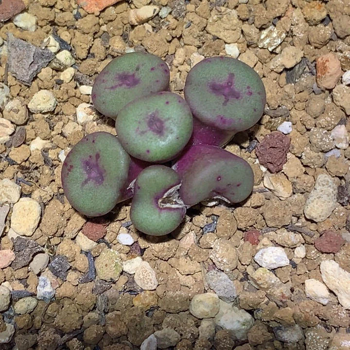 精品多肉植物精品十字纽扣