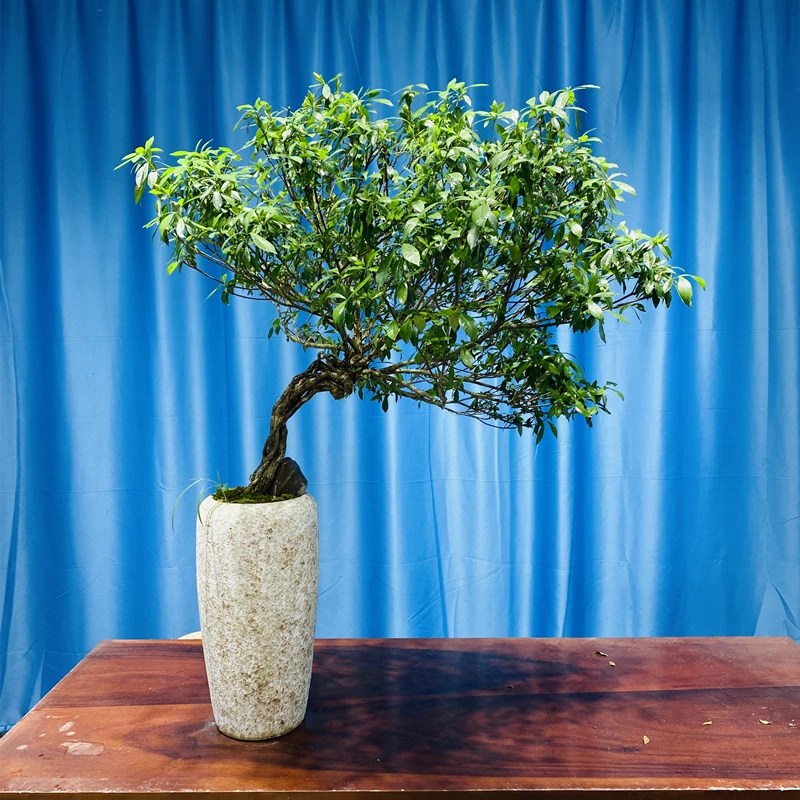 晌往I揽月栀子花提根高140冠幅120茶室绿植盆栽盆景花卉茶台