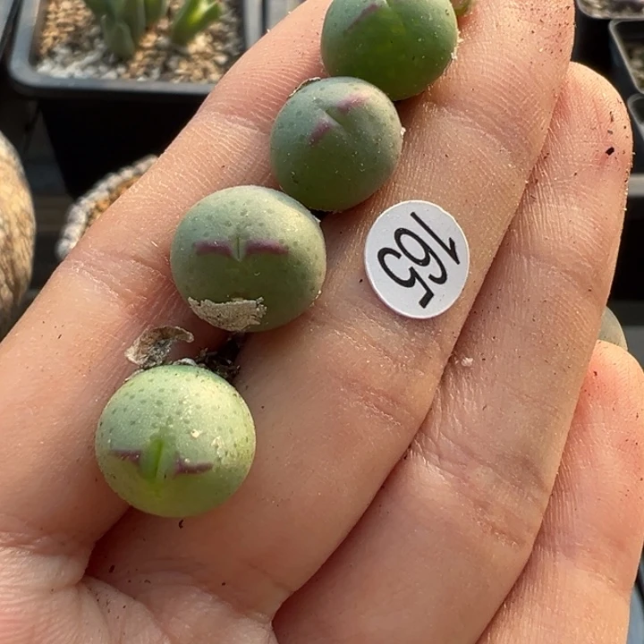 165号11111111111111111