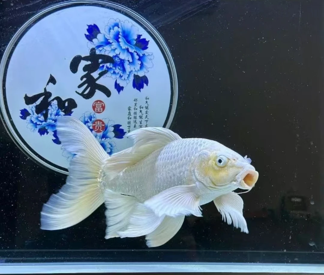 纯种台系贵妃体石膏白普身蝴蝶鲤8-11公分