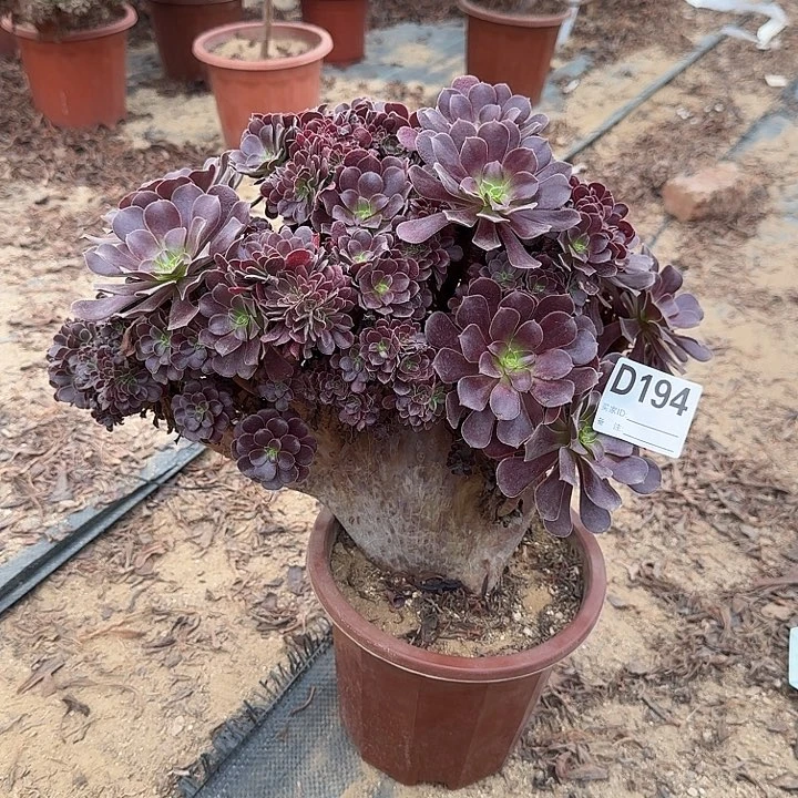 194欧紫一颗有伤呀呀