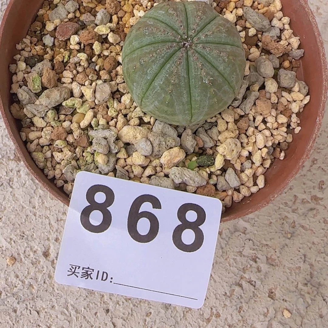 【闪购商品】?*迪块根植物