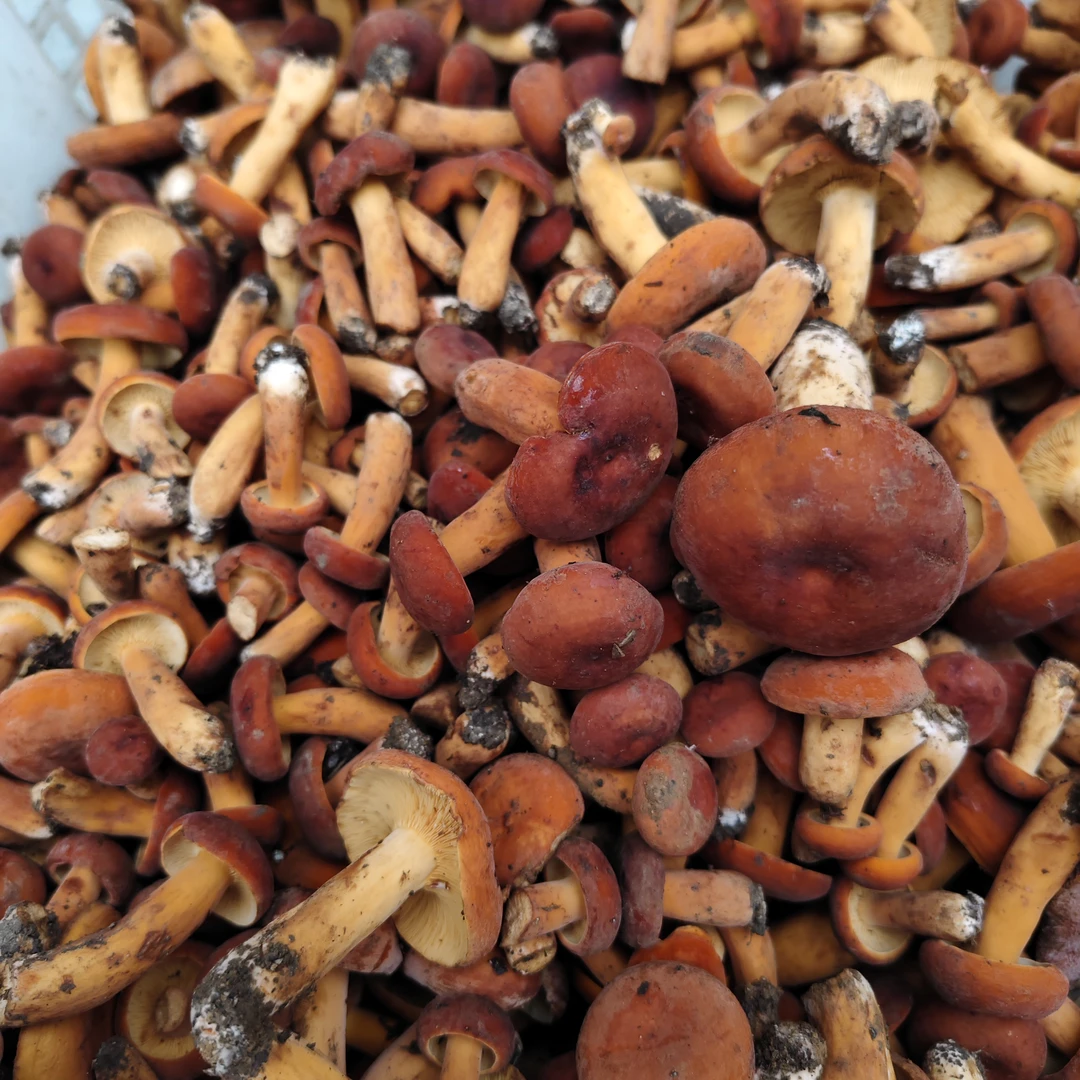 贵州新鲜野生奶浆菌顺丰包邮