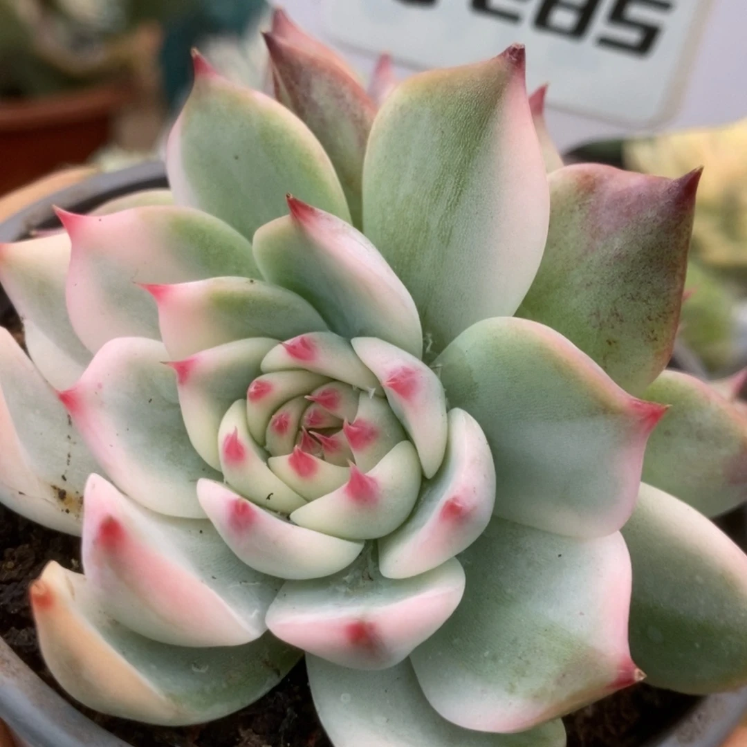 285锦锦锦锦锦锦锦