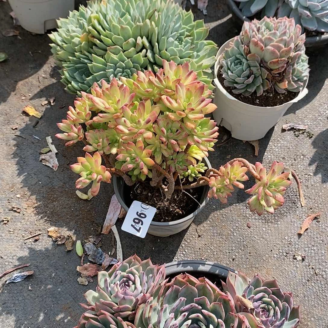 珊**子967叮当锦多肉植物