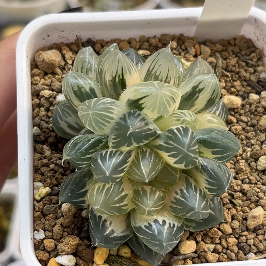 萌***萌33糊斑龙爪玉露锦福利专场