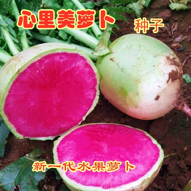 心里美萝卜种子红心脆甜水果萝卜西瓜萝卜种子家庭种植蔬菜种籽