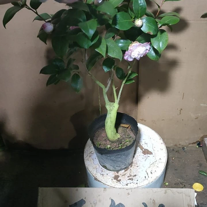 888宽彩带，原盆原土发货，不包邮