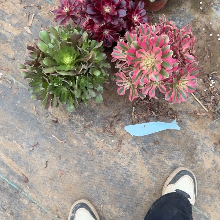 一单包邮不包侧枝15