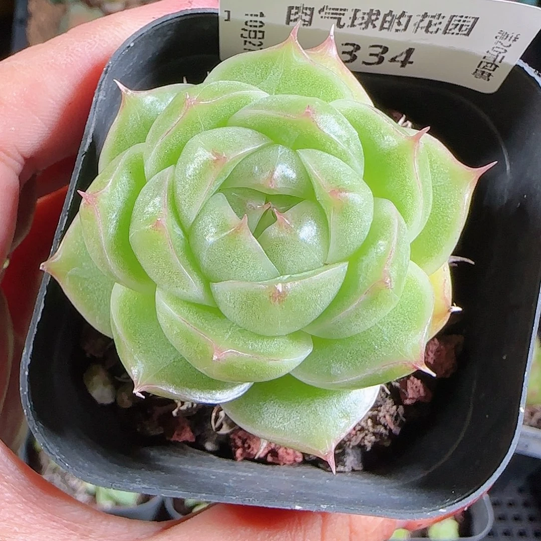 1027--334麦秆优选不包整