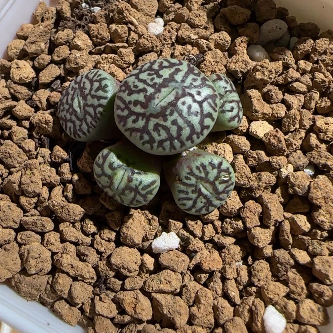 肉锥多肉植物组合-墨766