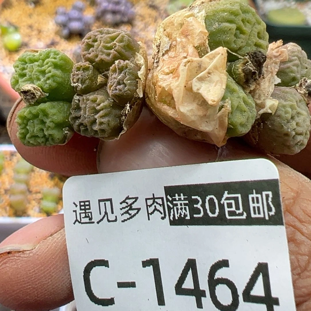 多肉植物1111111111111111