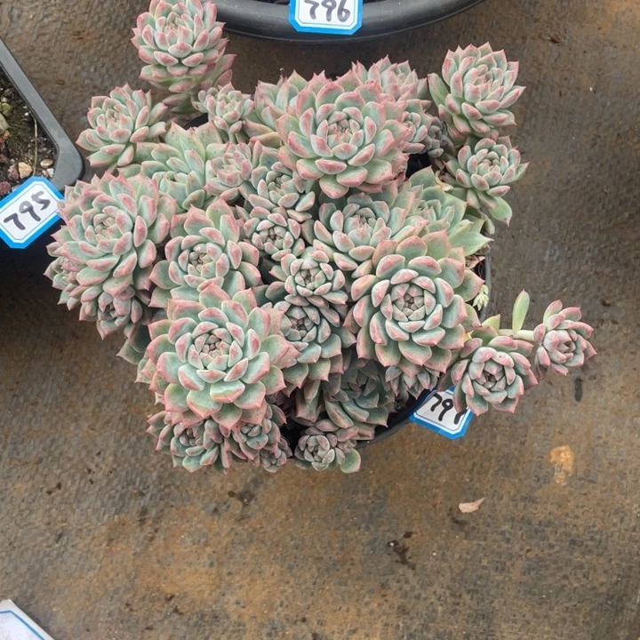 797霜花 一物一拍多肉