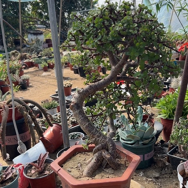 多肉植物金枝玉叶