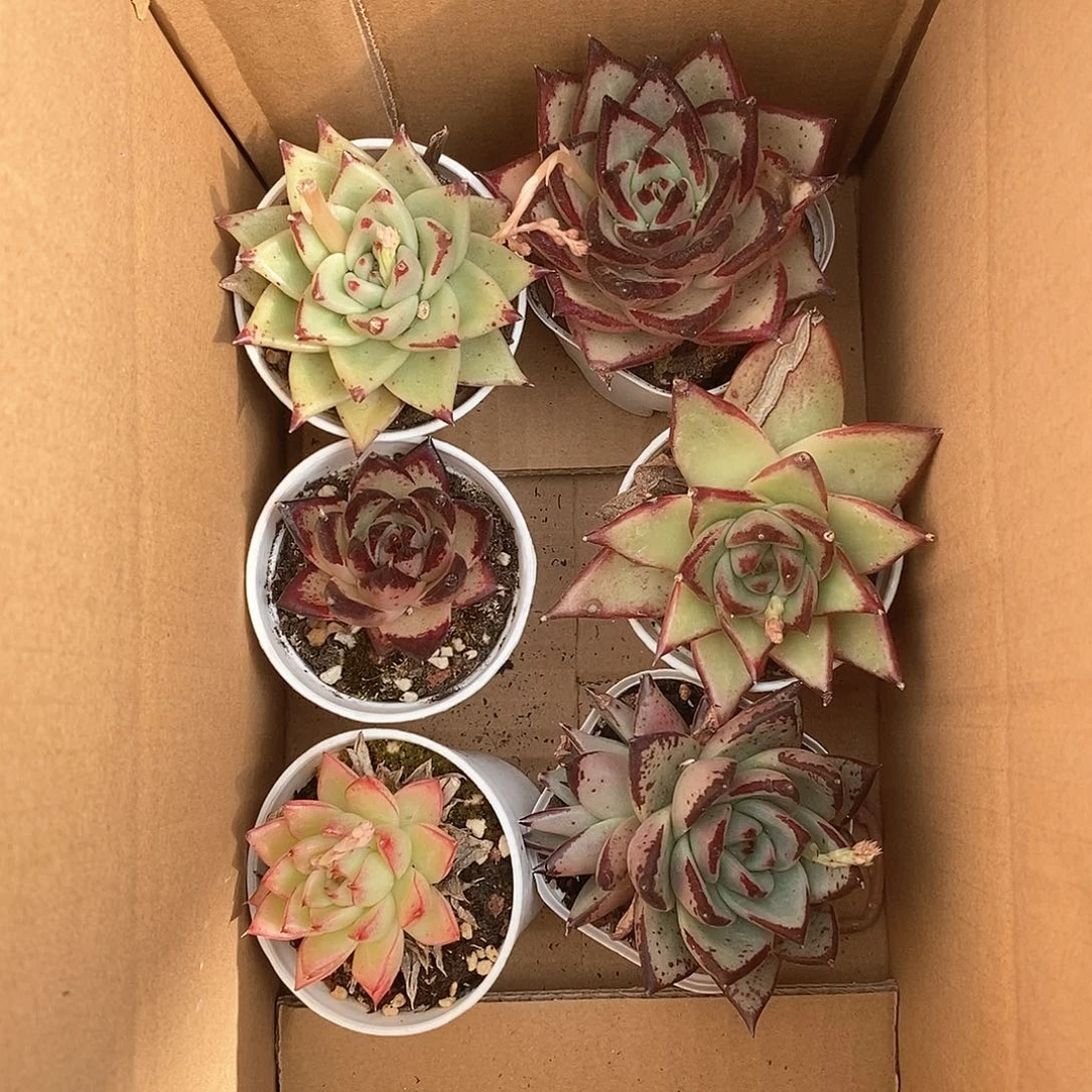 各色系乌木 超大个 6470