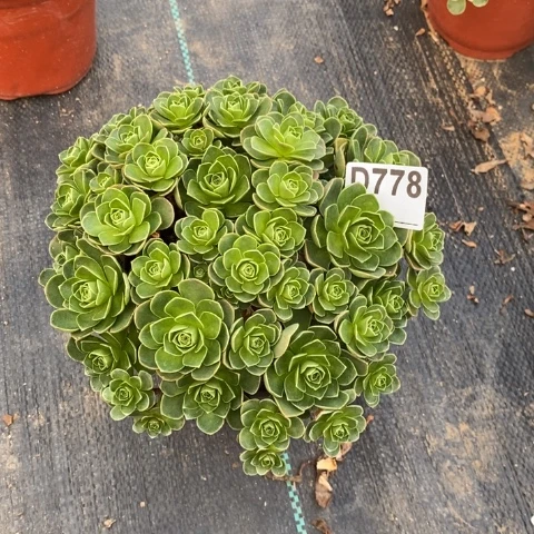 树玫瑰多肉植物法师不包损